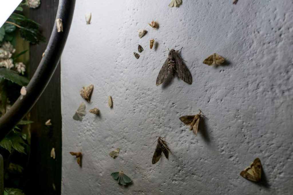 Three Tips For Preventing Moths Clegg S Pest Control