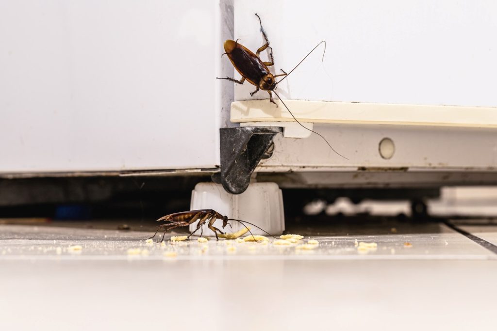 Can Pest Control Get Rid Of Roaches Clegg S Pest Control   Get Rid Of Roaches 1024x683 