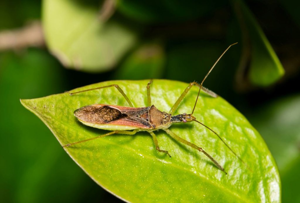 How Did the Assassin Bug Get its Name? - Clegg's Pest Control