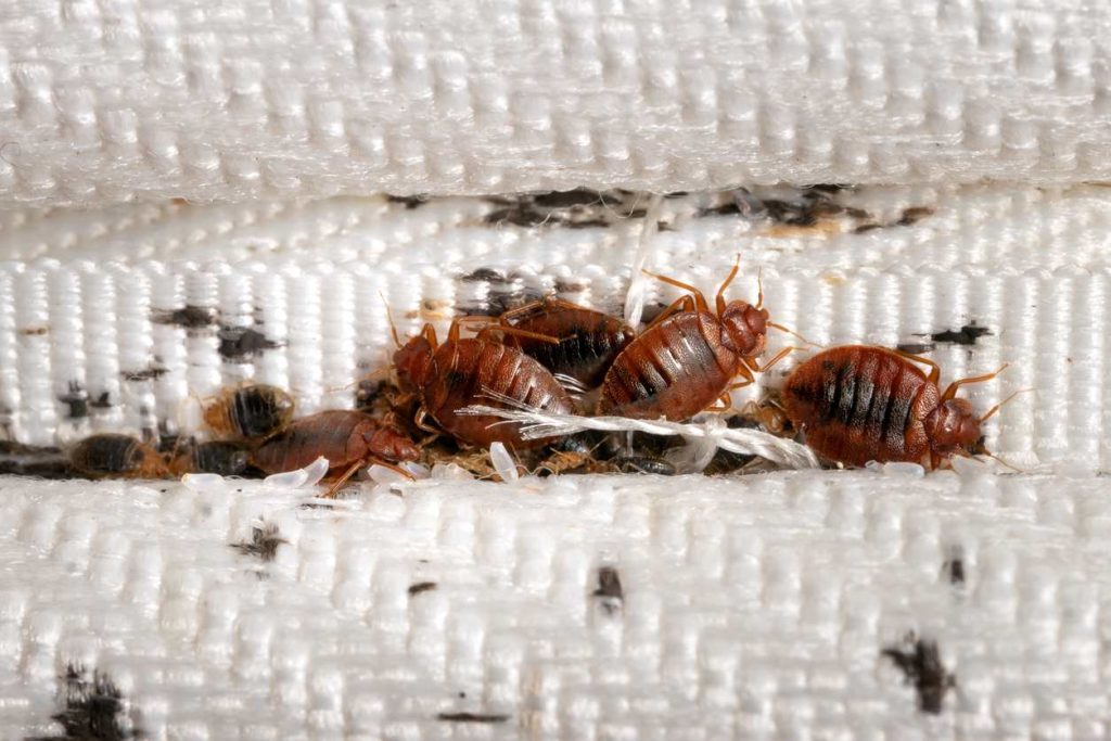 What Do Bed Bug Eggs Look Like Clegg S Pest Control