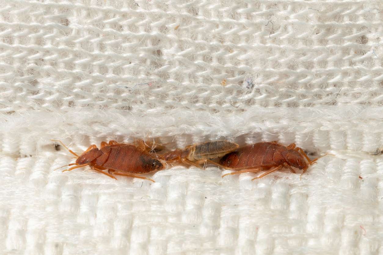 https://www.cleggs.com/wp-content/uploads/2019/10/How-can-you-tell-when-bed-bugs-are-gone.jpg