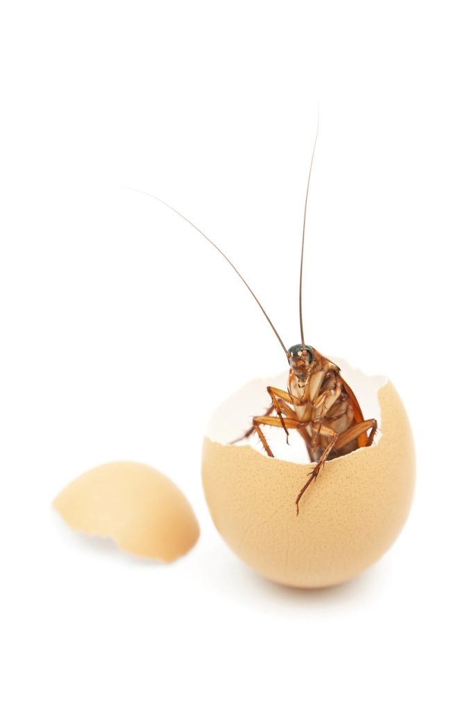 Our Guide on German Cockroach Eggs - Clegg's Pest Control