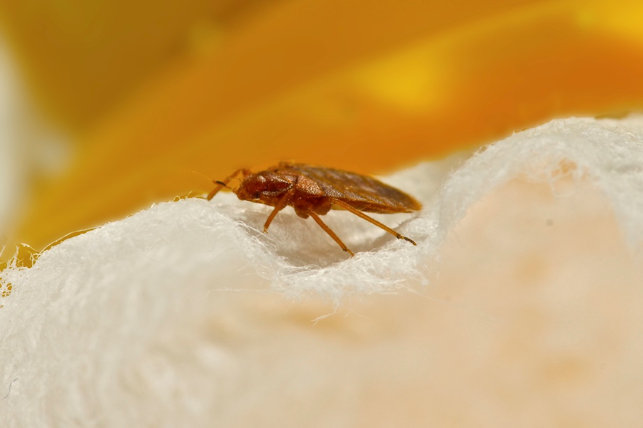 How to Wash and Care for Laundry Infested With Bed Bugs