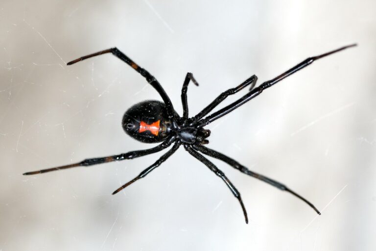 Spiders in North Carolina | Clegg's Pest Control