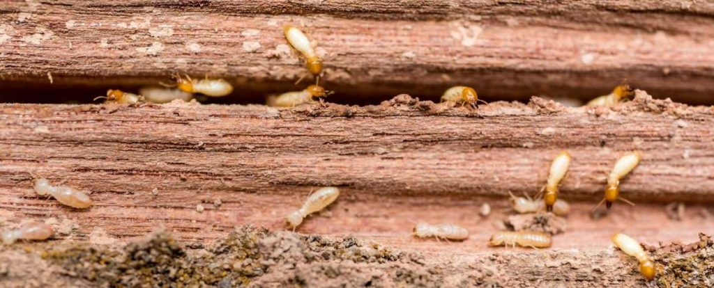 Does Bleach Kill Termites? - Clegg's Pest Control