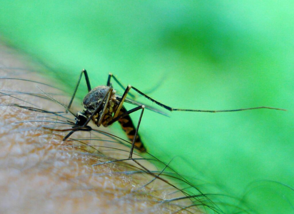Close-up shot of a mosquito feeding off a person's arm.