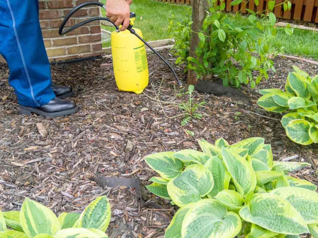 A pest control technician spraying pesticide in the garden during a summer day.