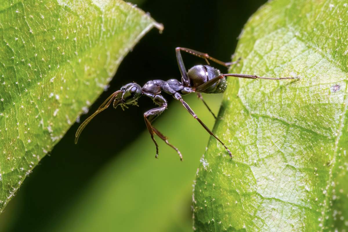  A close-up shot of an ant on a leaf outdoors.
