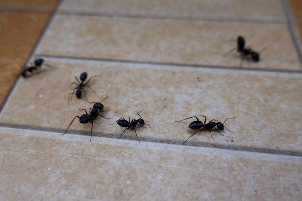 A close-up view of ants walking along a tiled floor in a house.