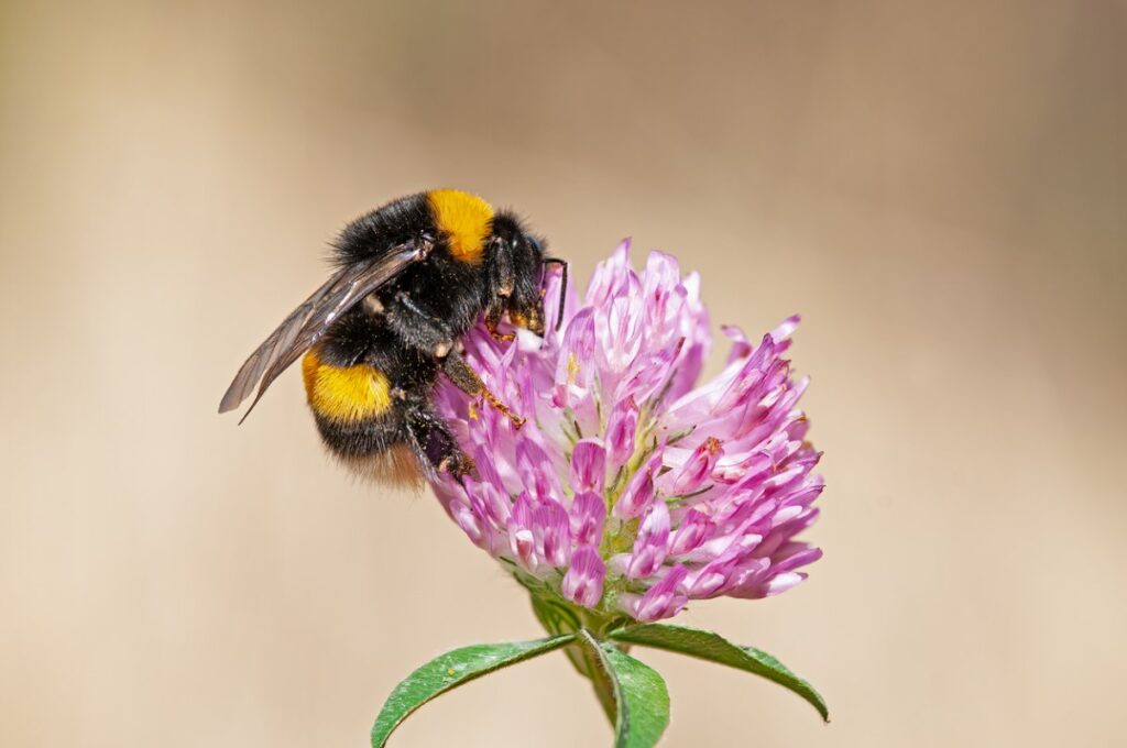 European Common Carder Bumble bee (Bombus pascuorum) feeding on a pink clover flower stock photo