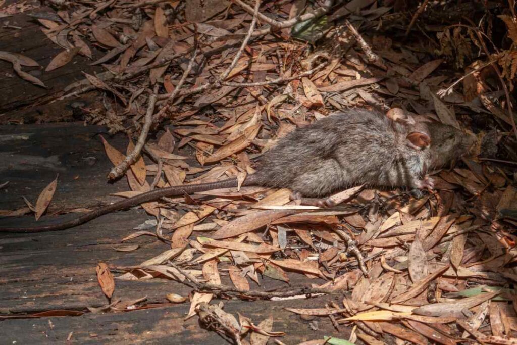 A rat crawling through fall foliage inside a wooden structure.