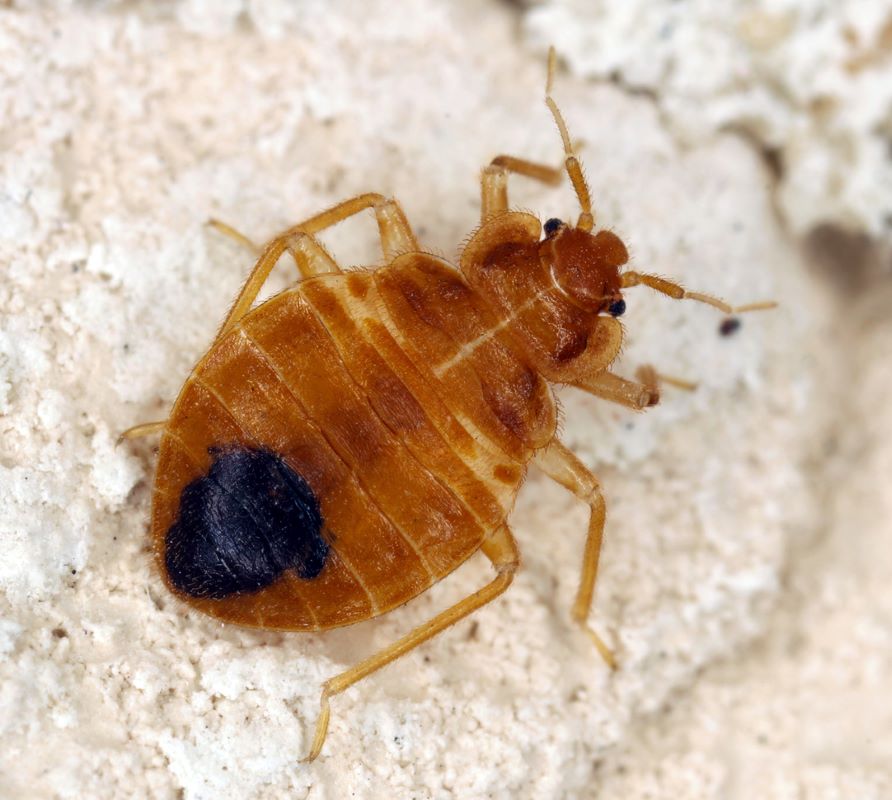 A bed bug crawling and looking toward potential bedding to infest.