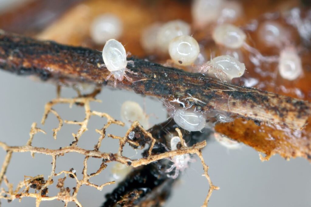 A group of mites gathered on a small branch and leaf.