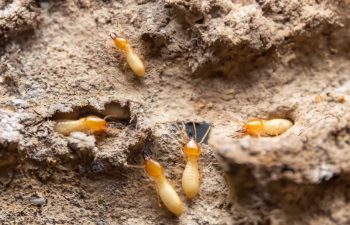 Termites making their nest in old wood.