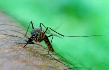 Close-up shot of a mosquito feeding off a person's arm.