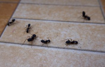 A close-up view of ants walking along a tiled floor in a house.