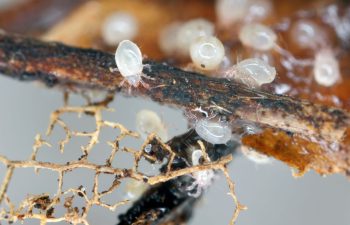 A group of mites gathered on a small branch and leaf.