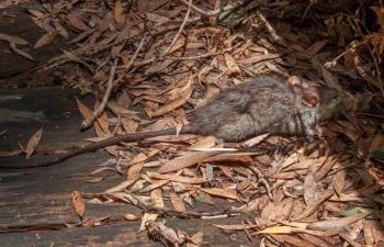 A rat crawling through fall foliage inside a wooden structure.