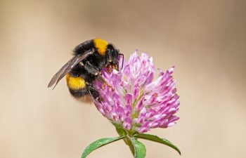 European Common Carder Bumble bee (Bombus pascuorum) feeding on a pink clover flower stock photo