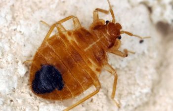 A bed bug crawling and looking toward potential bedding to infest.