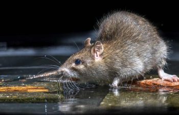 Rat found outside on top of standing water.